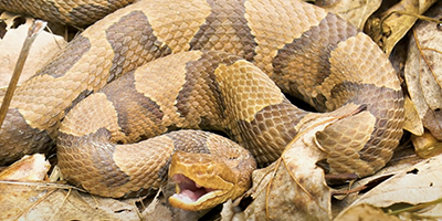 Paterson snake
