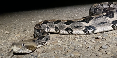 Paterson snake